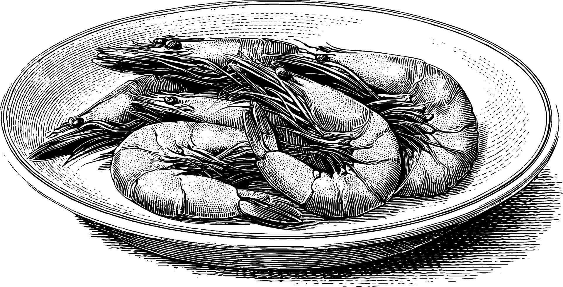 Engraved illustration of fresh shrimp in a bowl. vector