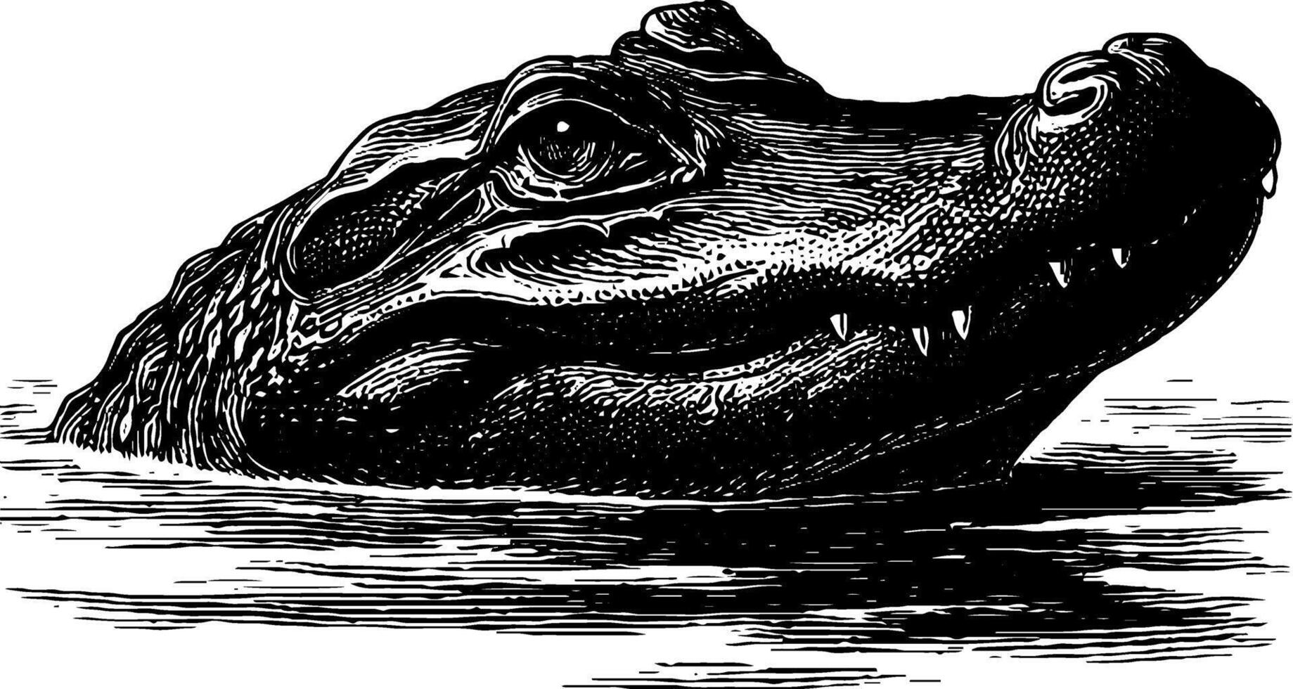 Engraved illustration of crocodile peeking above water surface for nature art design. vector