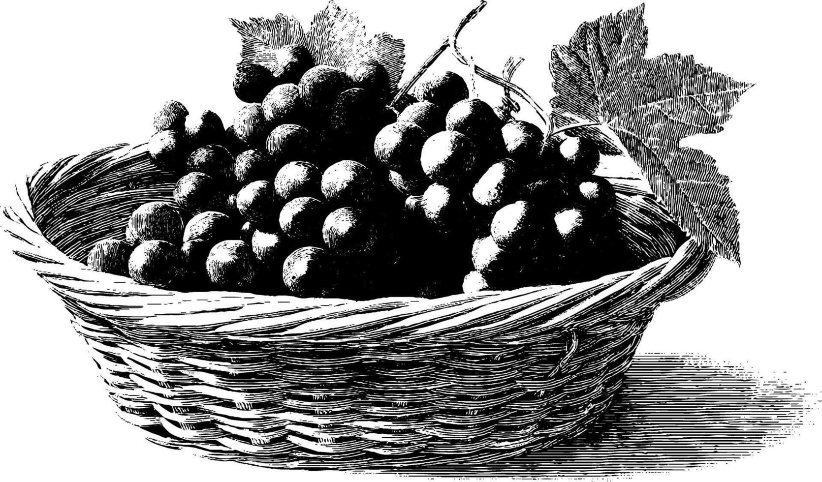 Vintage engraving of grapes in wicker basket with leaves. vector