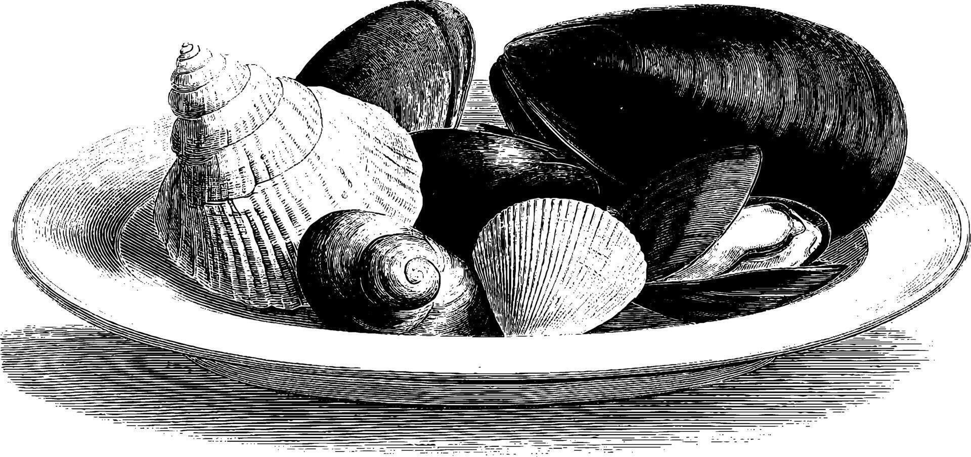 Antique engraving of seashells and clams on a plate. vector
