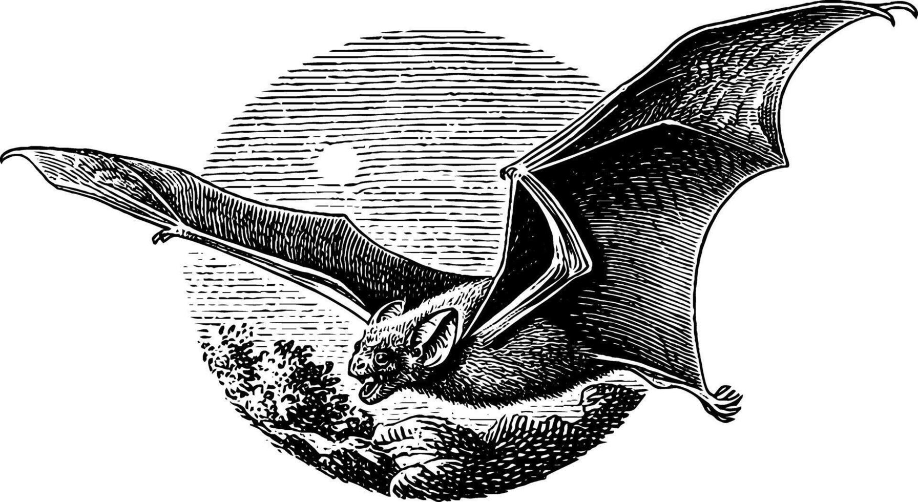 Engraved bat illustration with crescent moon for halloween decor and invitations. vector