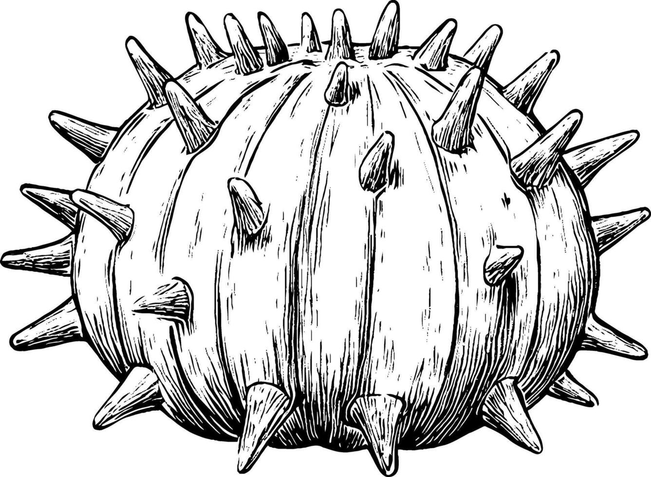 A detailed illustration of a spiky sea urchin, showcasing its round shape and prominent spikes. The drawing emphasizes texture and shading, creating a realistic appearance. vector