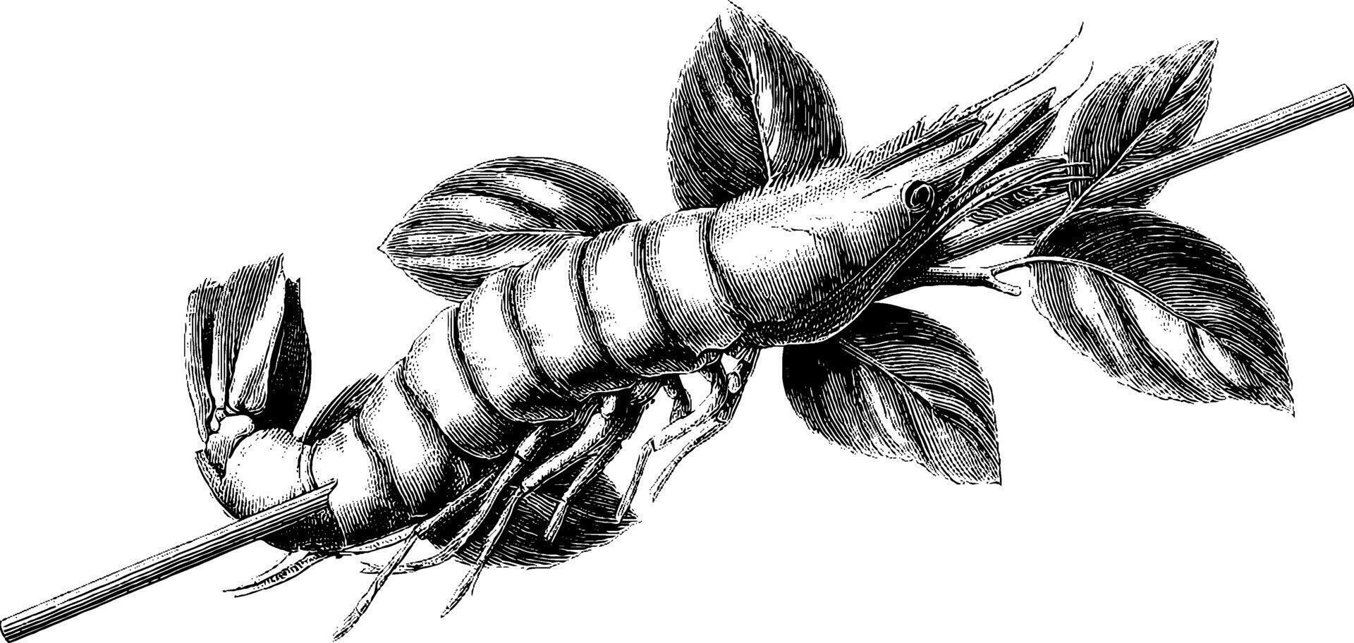 Intricate vintage shrimp illustration with detailed leaves in black and white. vector