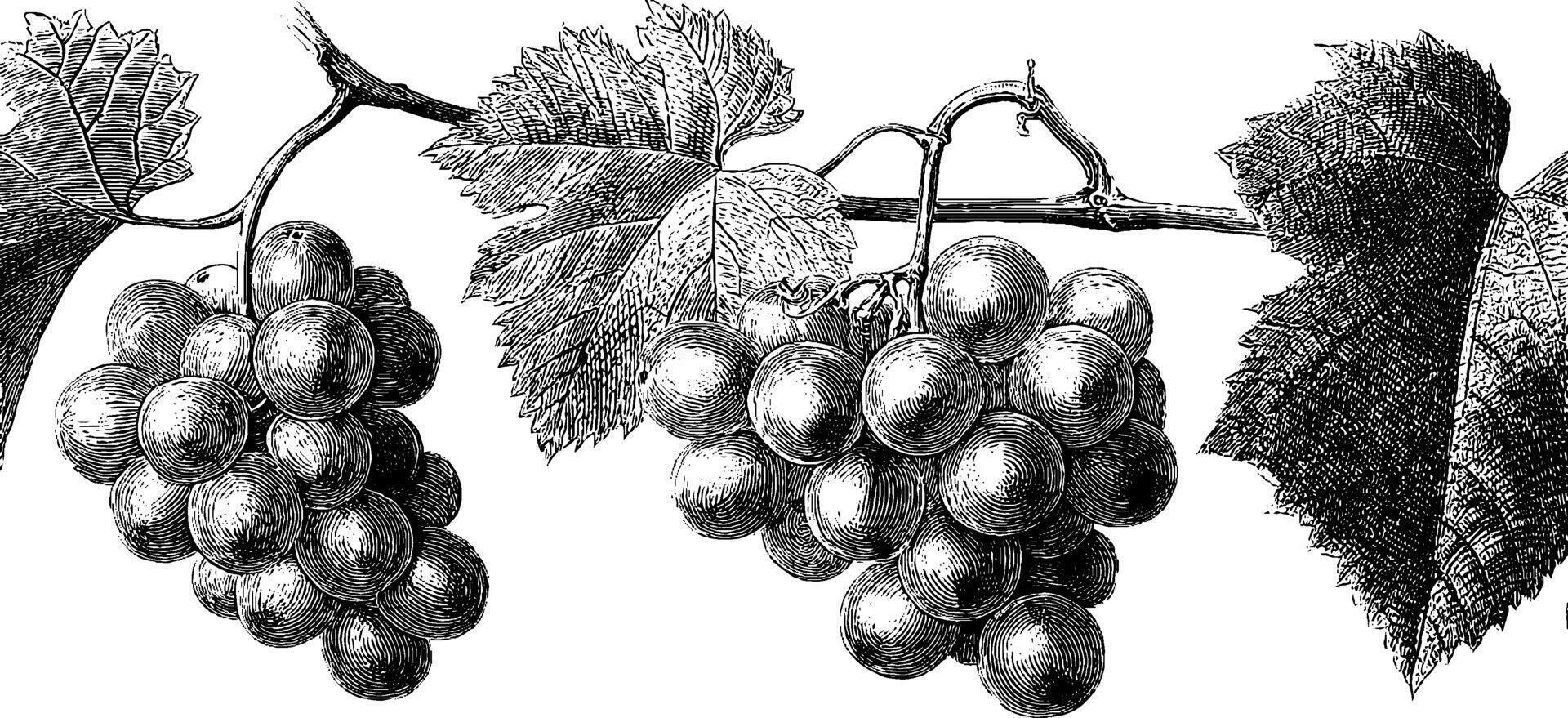 Vintage botanical engraving of grape clusters on vine. vector