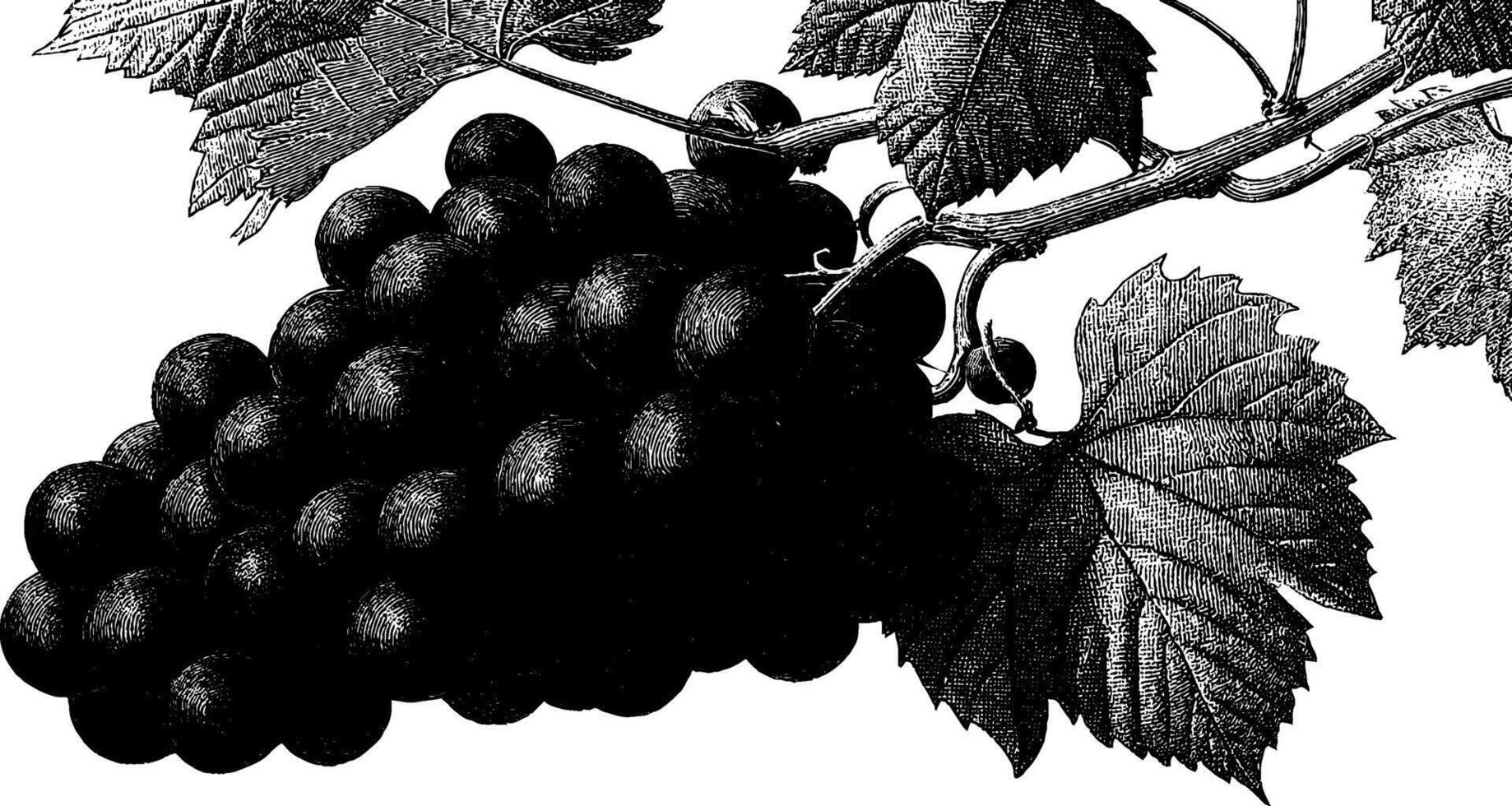 Detailed black and white illustration of grapes and vine leaves. vector