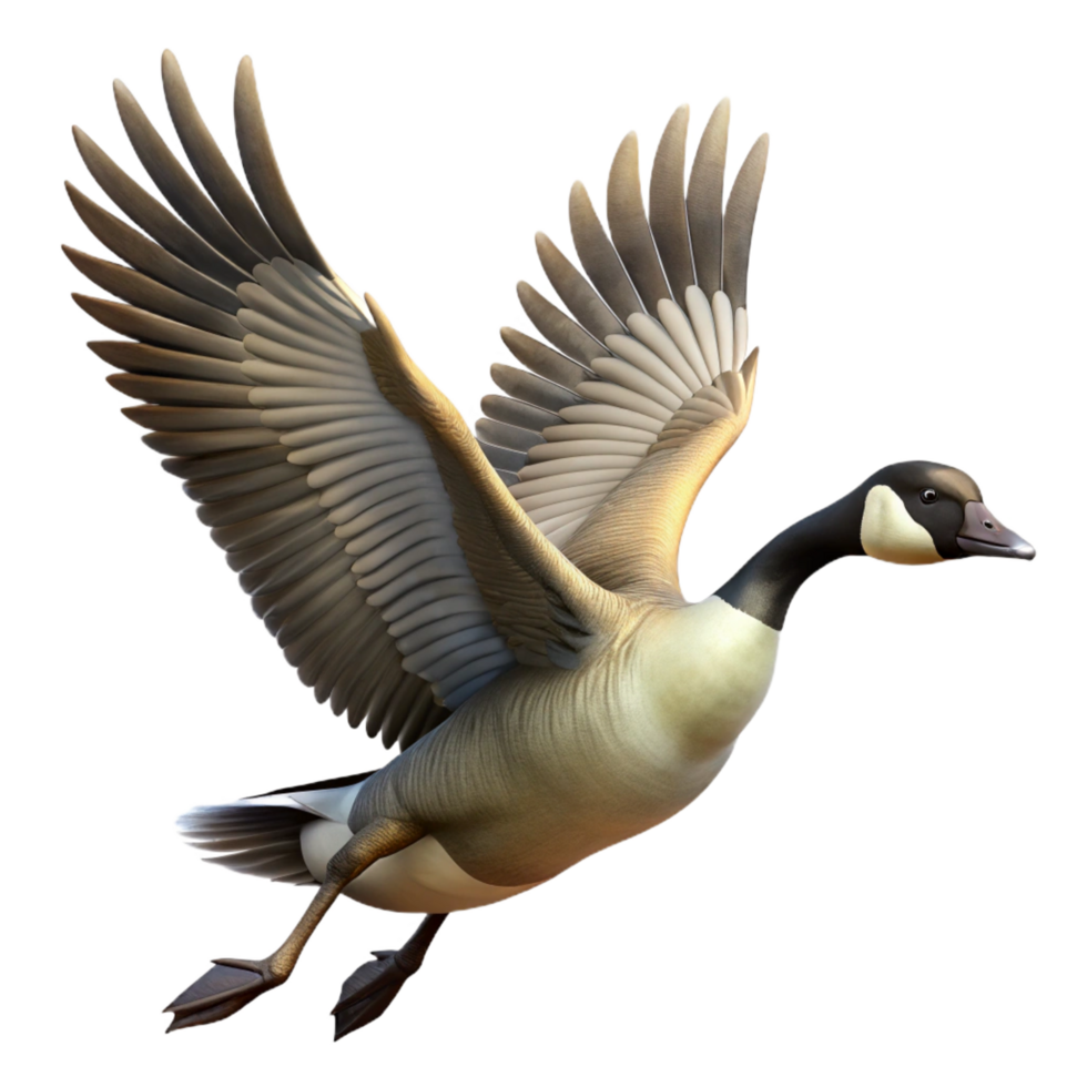majestic exemplary Goose, Canada Goose, honking, in flight wings outstretched with Transparent Background png