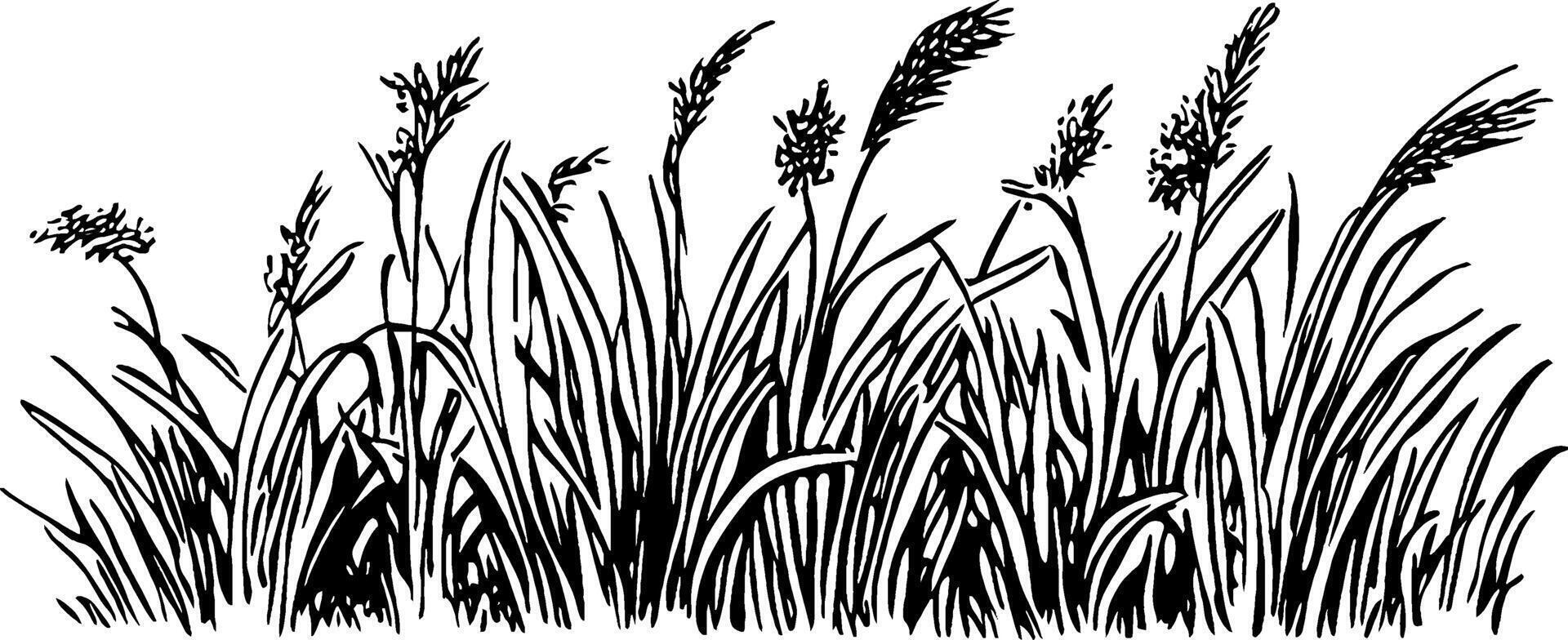 A detailed black and white illustration of tall grass and reeds, showcasing various textures and shapes of the plants. The design emphasizes the natural beauty of grass in a stylized manner. vector