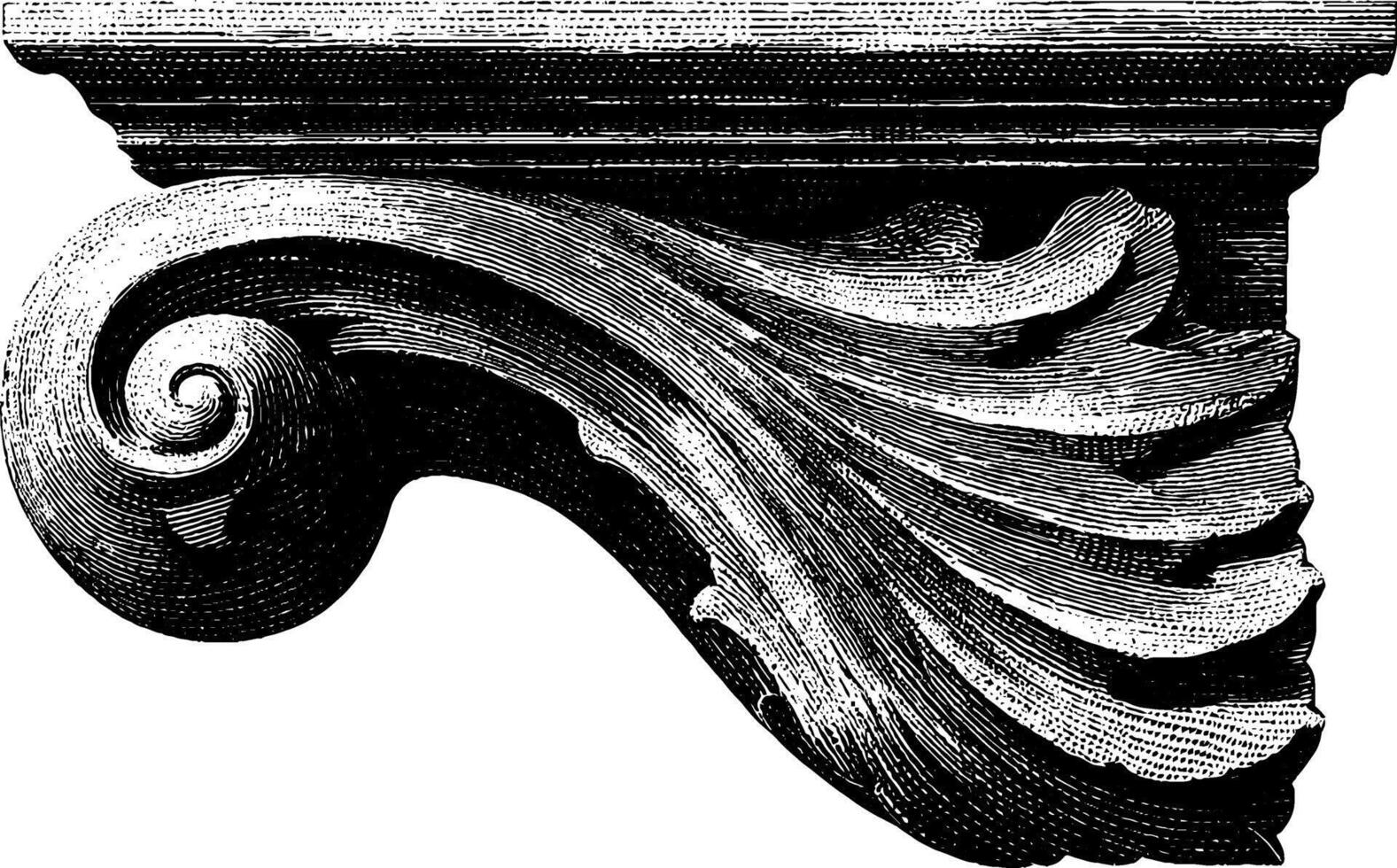 Intricate black and white engraving of a classical decorative scroll element. vector