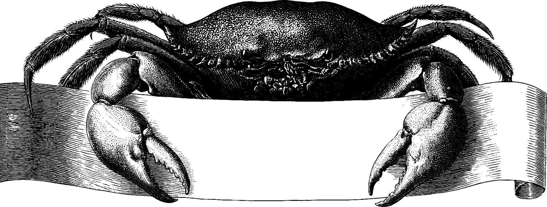 Vintage engraved illustration of crab with blank banner for nautical design. vector