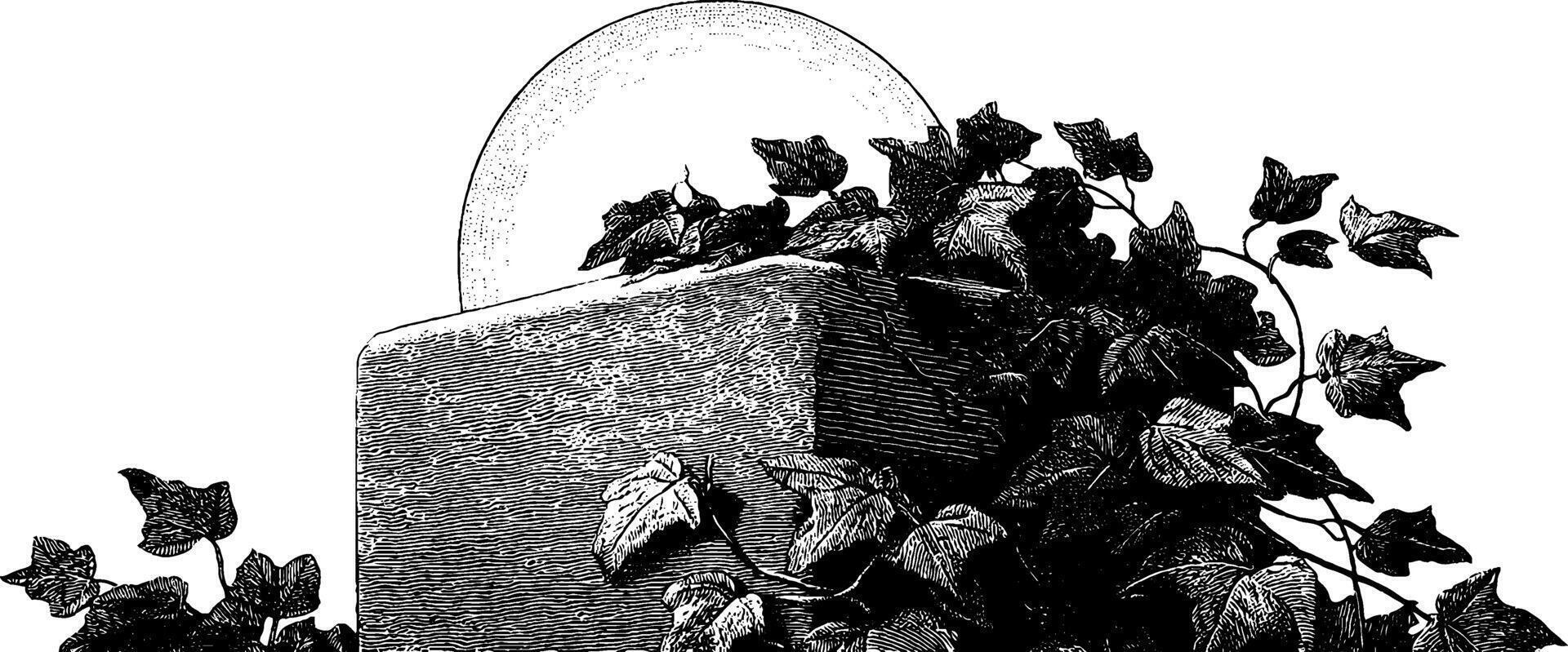 Moonlit grave with ivy - engraved illustration for halloween or gothic design. vector