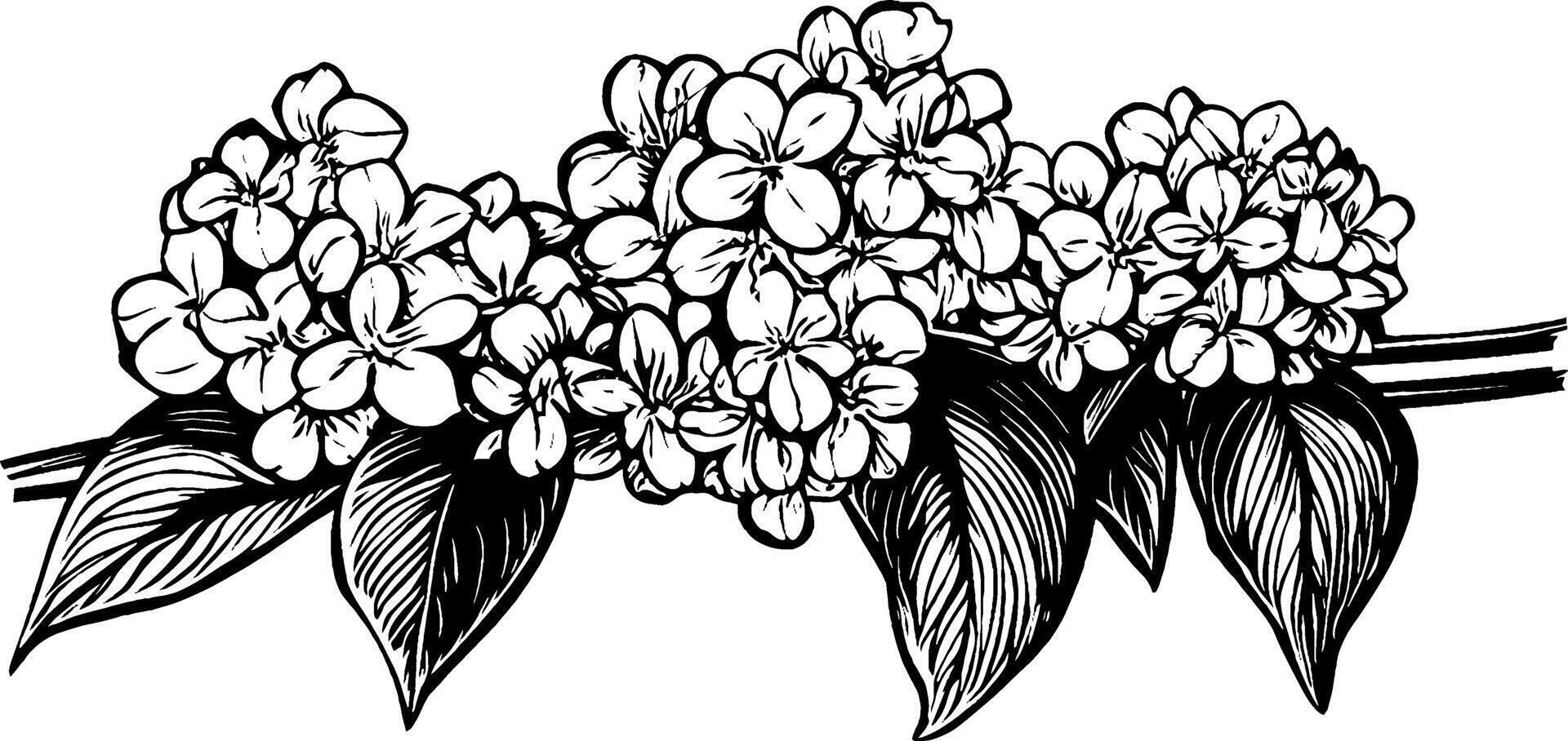 A detailed black and white illustration of flowering plants with clusters of blossoms and leaves, showcasing intricate line work and floral design. vector