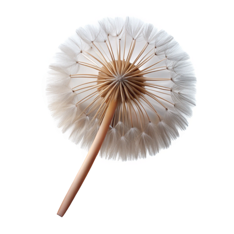 glorious tropical Photorealistic, isolated cutout of a single dandelion seed head, delicate, airy, professional render with Transparent Background studio quality png