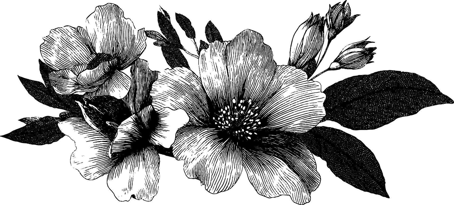 Elegant engraved illustration of a floral bridal bouquet for wedding design. vector