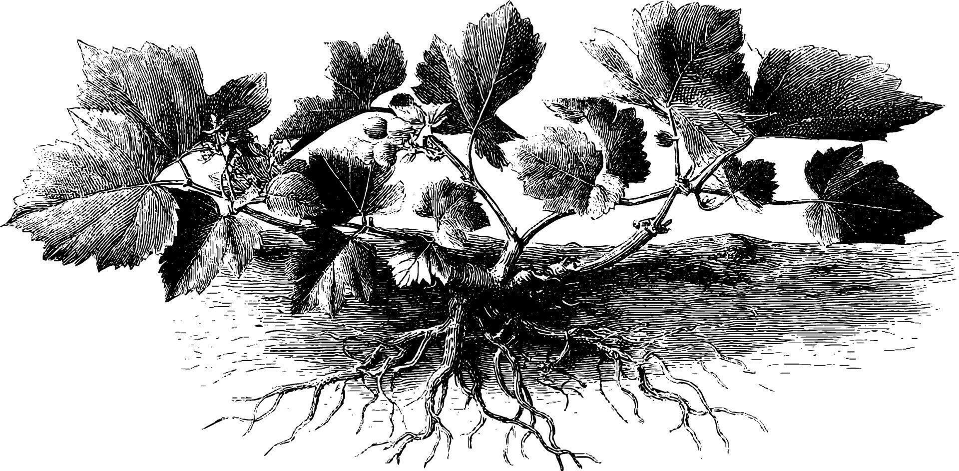 Botanical illustration of grapevine with leaves and roots. vector