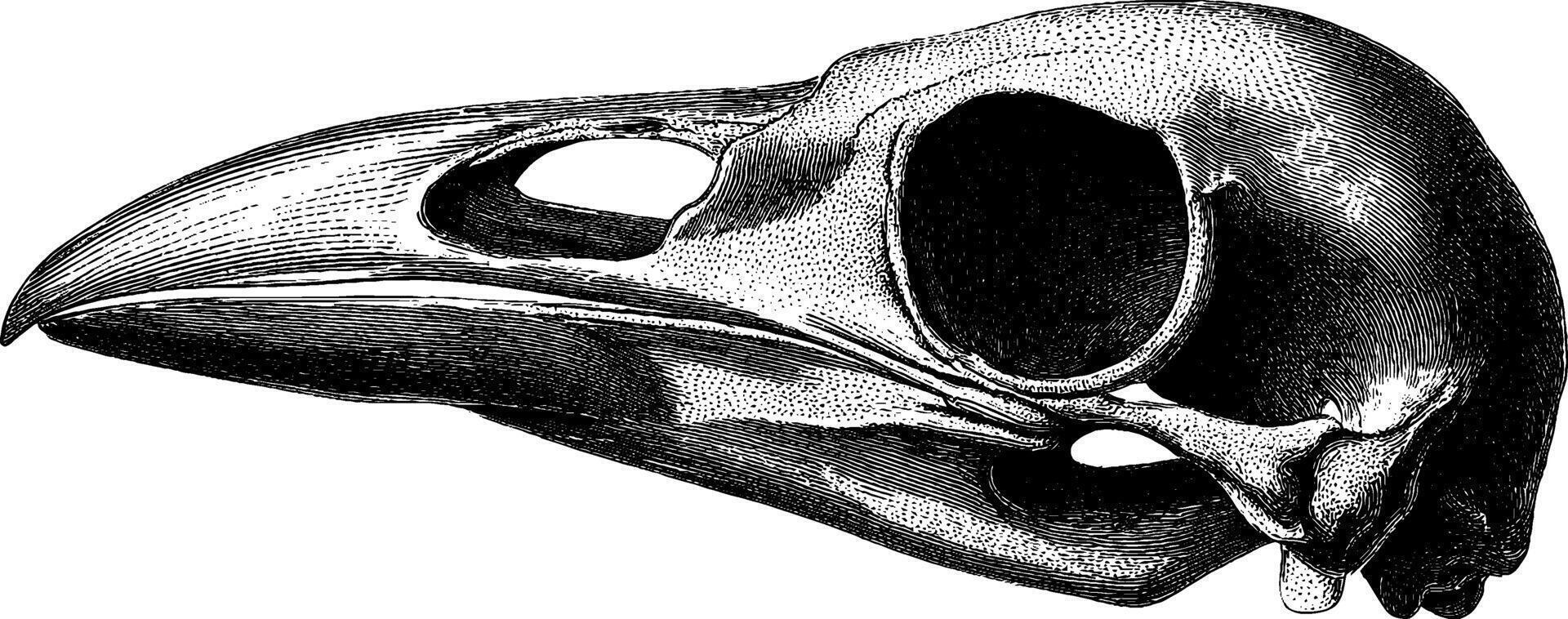 Intricate engraved illustration of a crow skull in bold black design. vector
