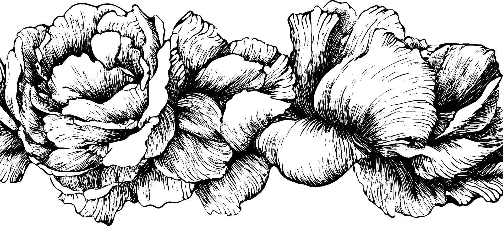 A detailed black and white illustration of three blooming roses, showcasing intricate line work and shading, ideal for floral designs or artistic projects. vector