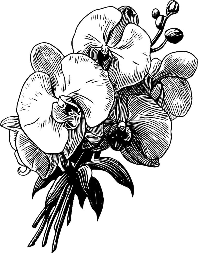 Elegant vintage wedding bouquet with anemones - engraved floral design. vector