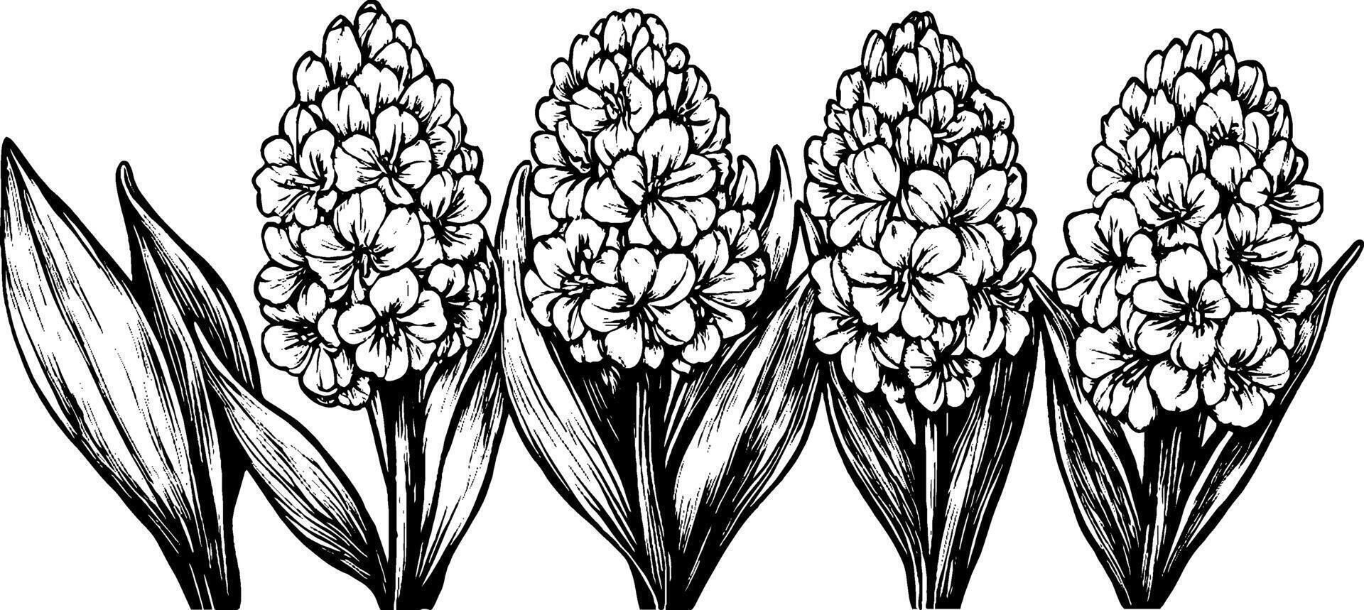 A detailed black and white illustration of multiple clusters of flowers with broad leaves. The flowers are densely packed, showcasing intricate petal designs and textures. vector