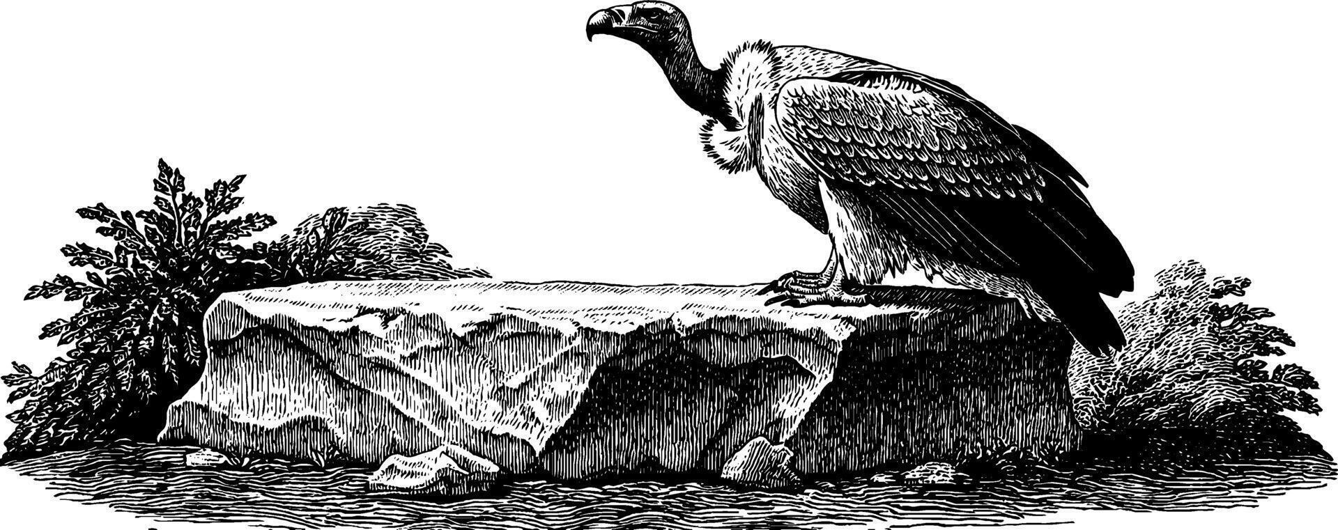 Engraved illustration of a vulture on a rock in nature. vector