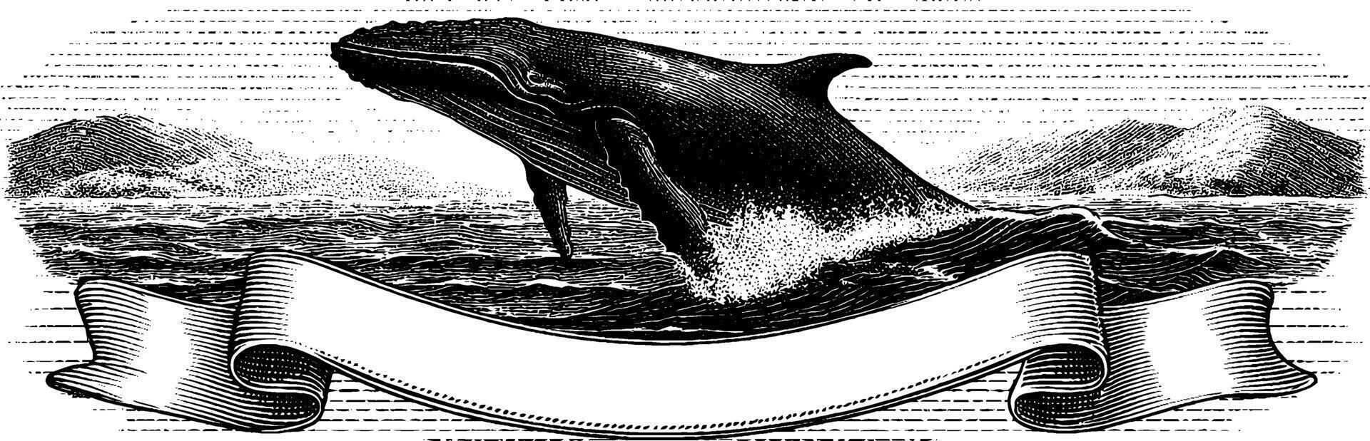 Engraved illustration of a whale breaching in ocean waves with blank banner. vector