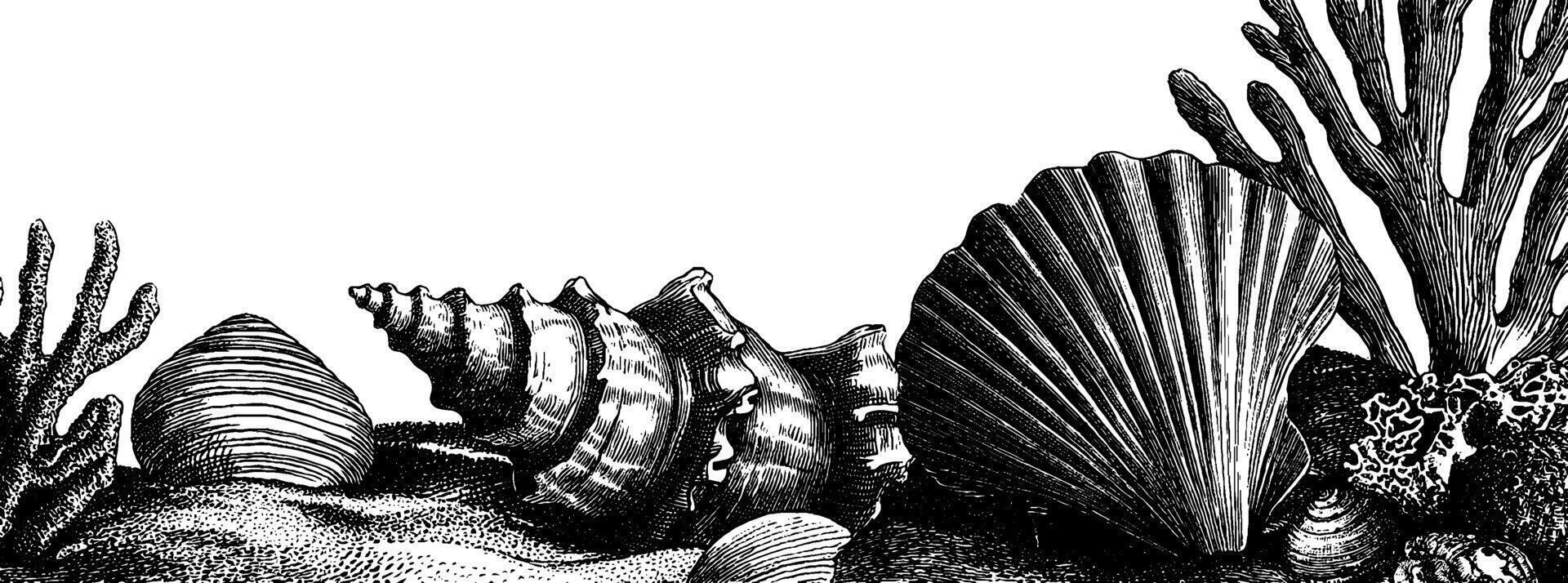 Intricate engraved illustration of seashells and coral for nautical design. vector