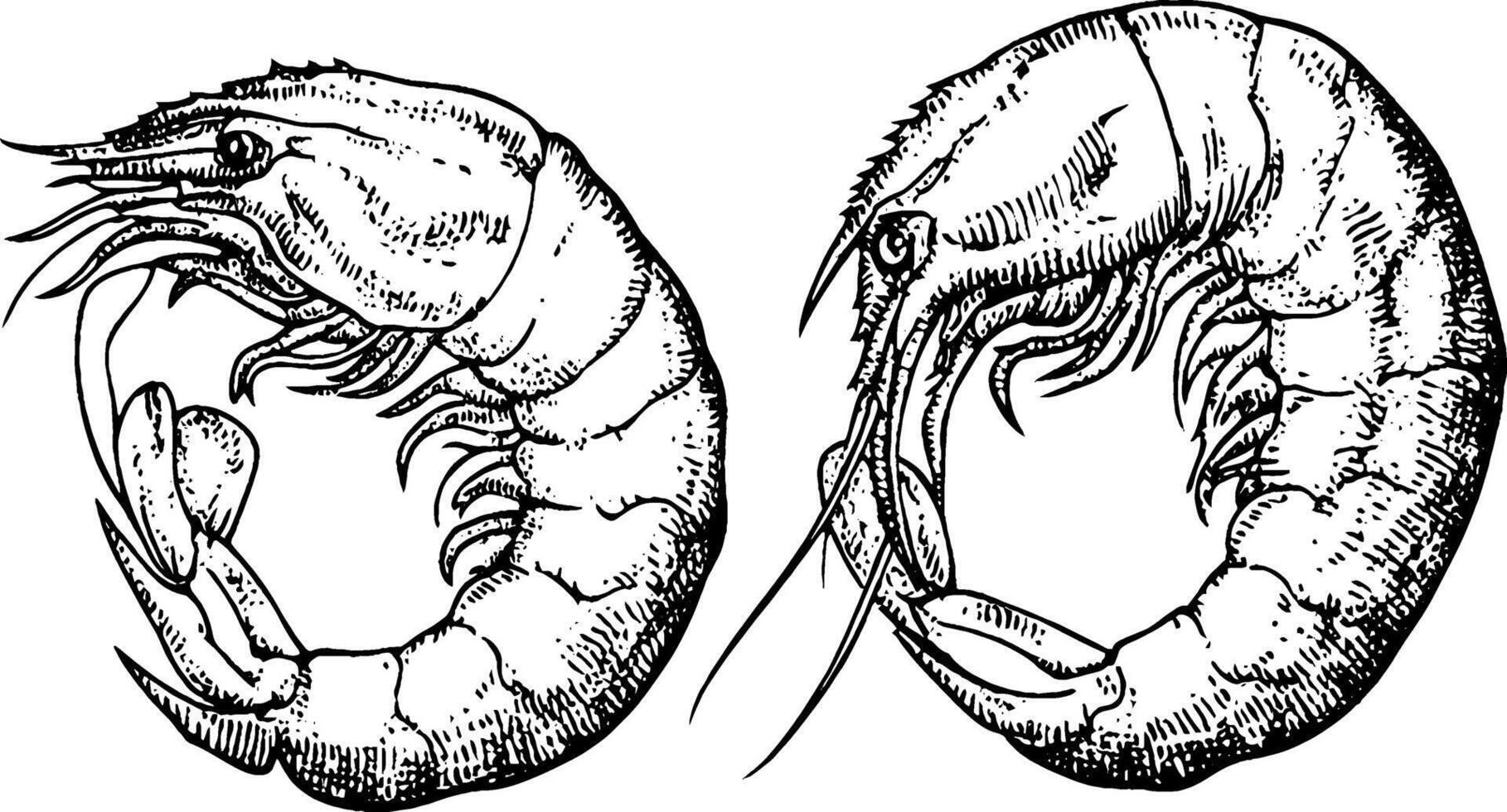An illustration of two shrimp, showcasing their detailed anatomy and features. The shrimp are depicted in a stylized, vintage manner, highlighting their segmented bodies and long antennae. vector