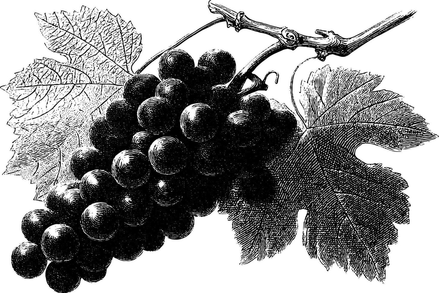 Vintage illustration of grape cluster and leaves in black and white. vector