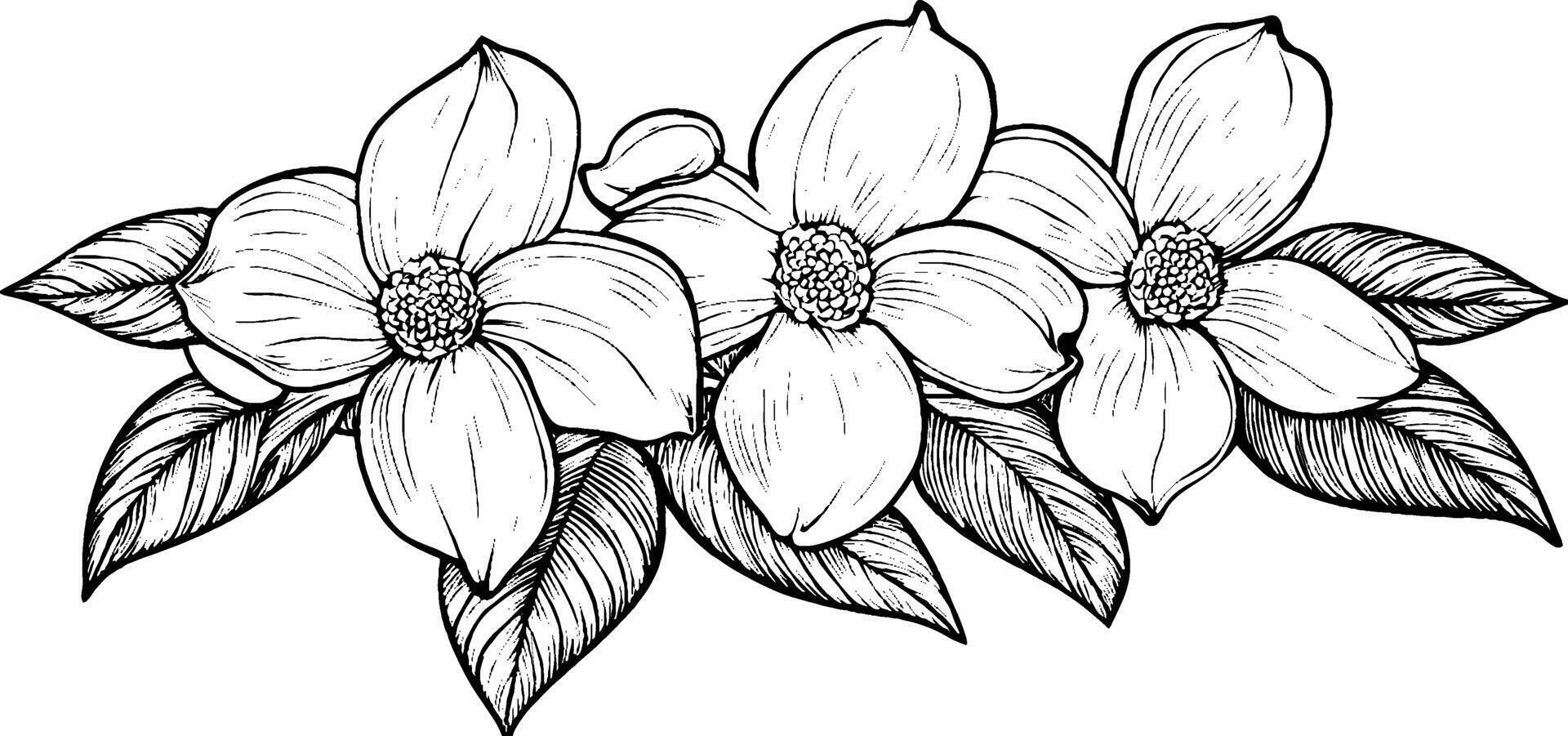 A detailed black and white illustration of three flowers with large petals and round centers, surrounded by leaves. The flowers are arranged in a horizontal composition, showcasing intricate line work. vector
