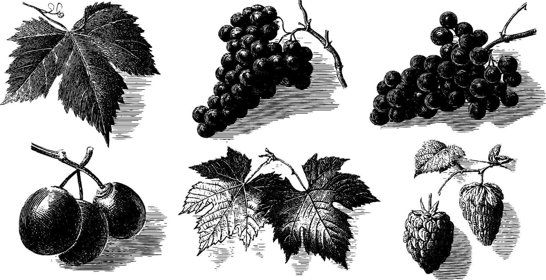 Vintage botanical illustrations of grapes, leaves, and raspberry. vector