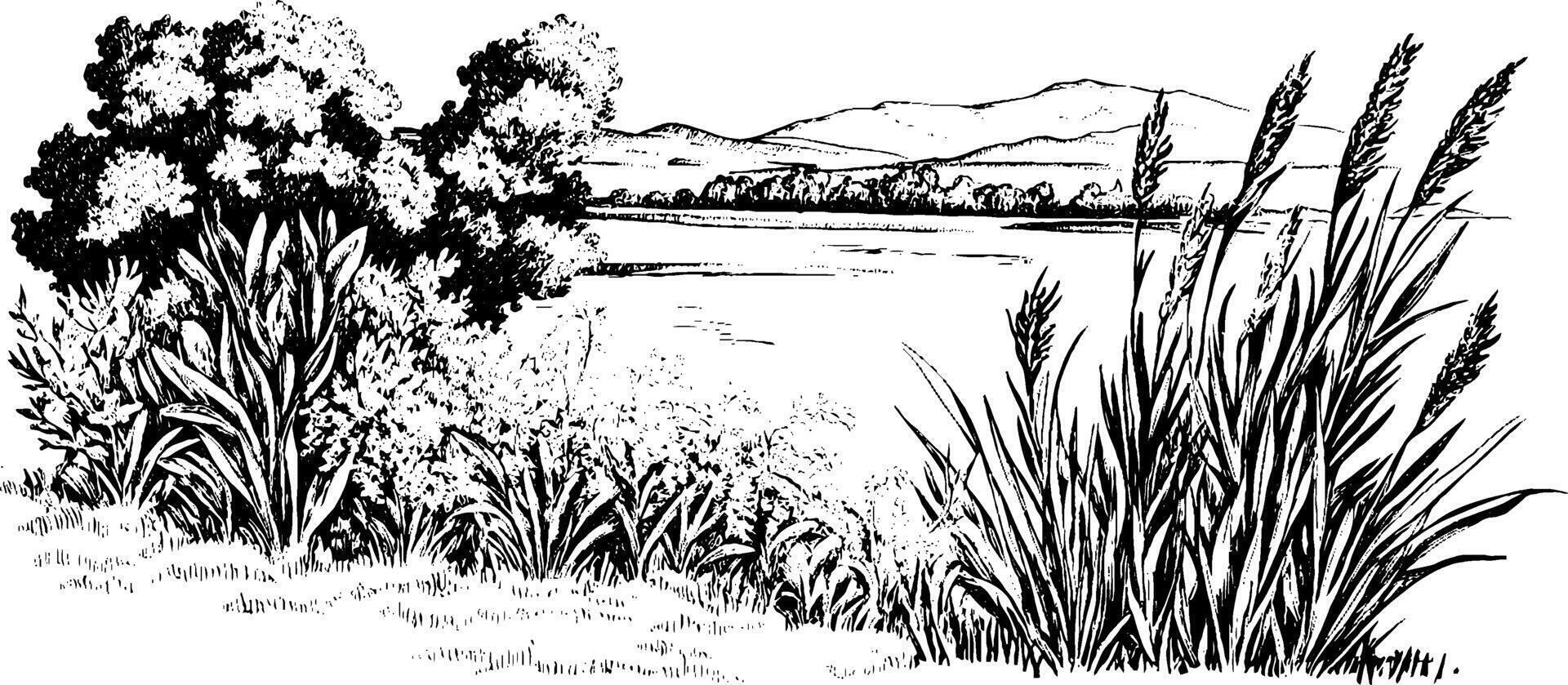 A serene landscape illustration featuring tall grasses and bushes in the foreground, with a calm body of water and distant mountains in the background. vector