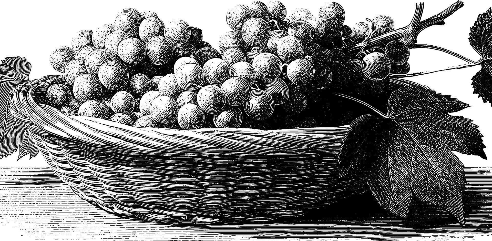 Vintage engraving of grapes in a woven basket. vector