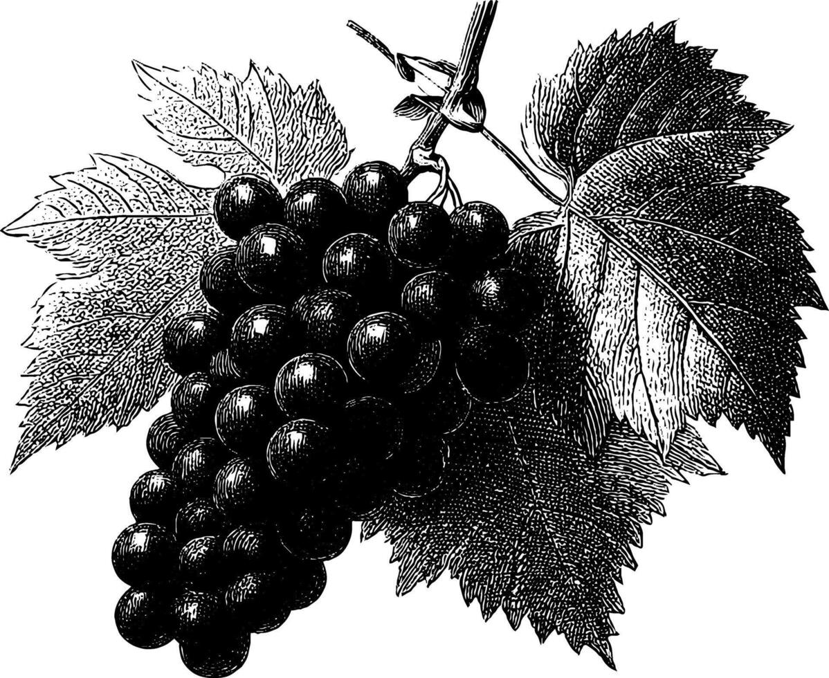 Vintage grapes illustration with detailed leaves and vine. vector