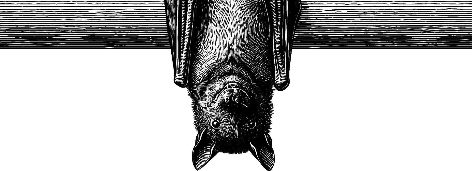 Vintage engraved illustration of a bat hanging upside down for wildlife art and design. vector