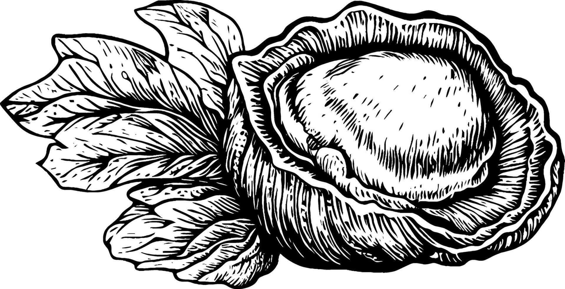 A detailed black and white illustration of a cabbage with large leaves surrounding a round head. The intricate lines depict the texture and form of the vegetable, showcasing its natural beauty. vector