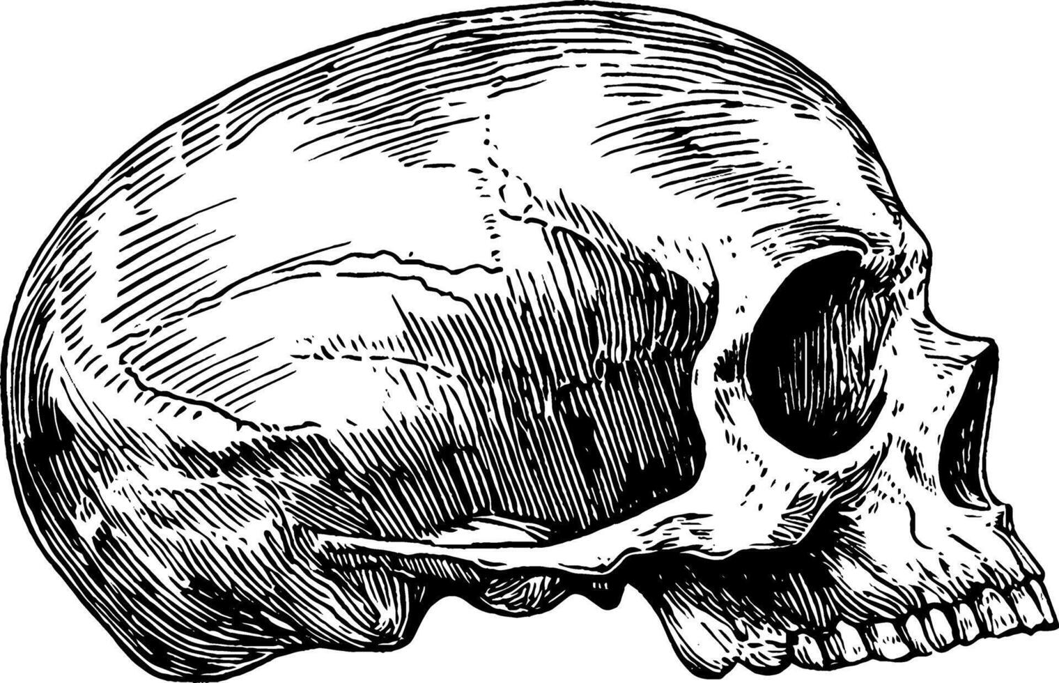 A detailed illustration of a human skull, showcasing its anatomical features and structure. The skull is depicted in profile, emphasizing its contours and textures. vector