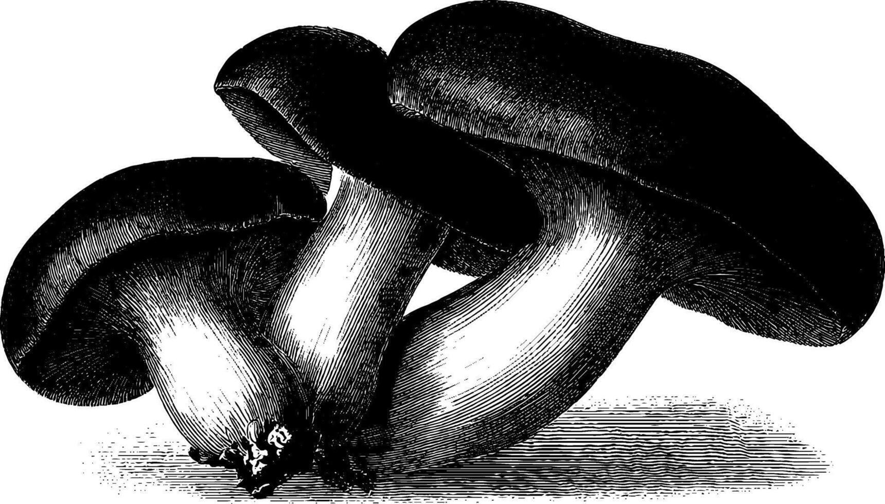 Intricate engraved trio of mushrooms in black and white for artistic projects. vector