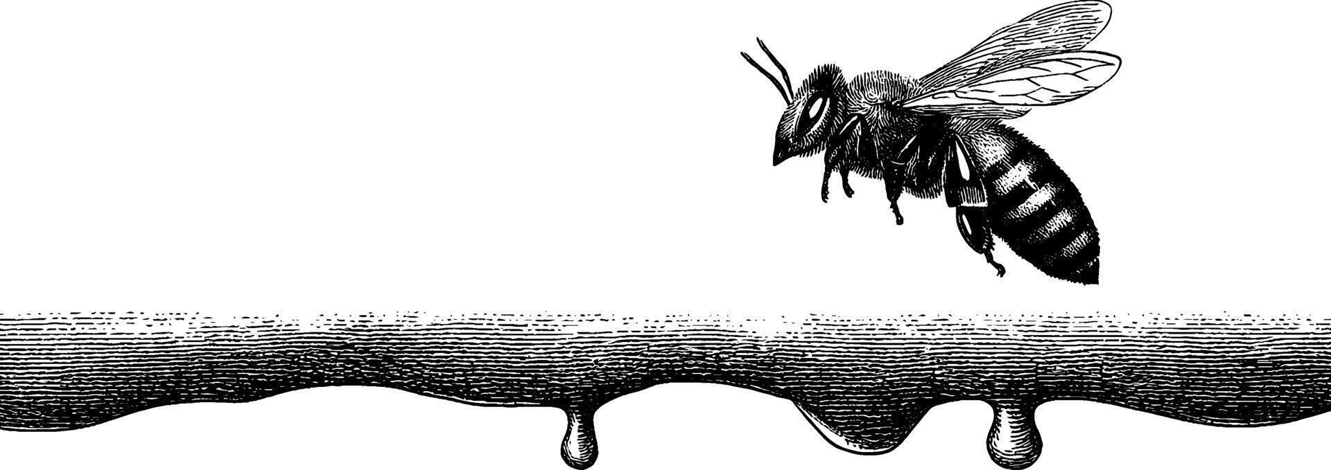 Engraved illustration of honeybee in flight above dripping honey. vector