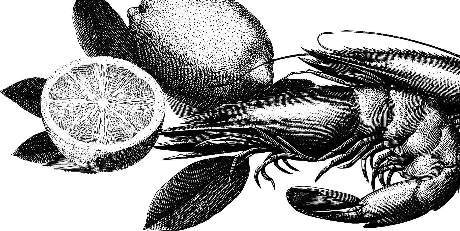 Engraved lobster and lemon composition with detailed line art. vector