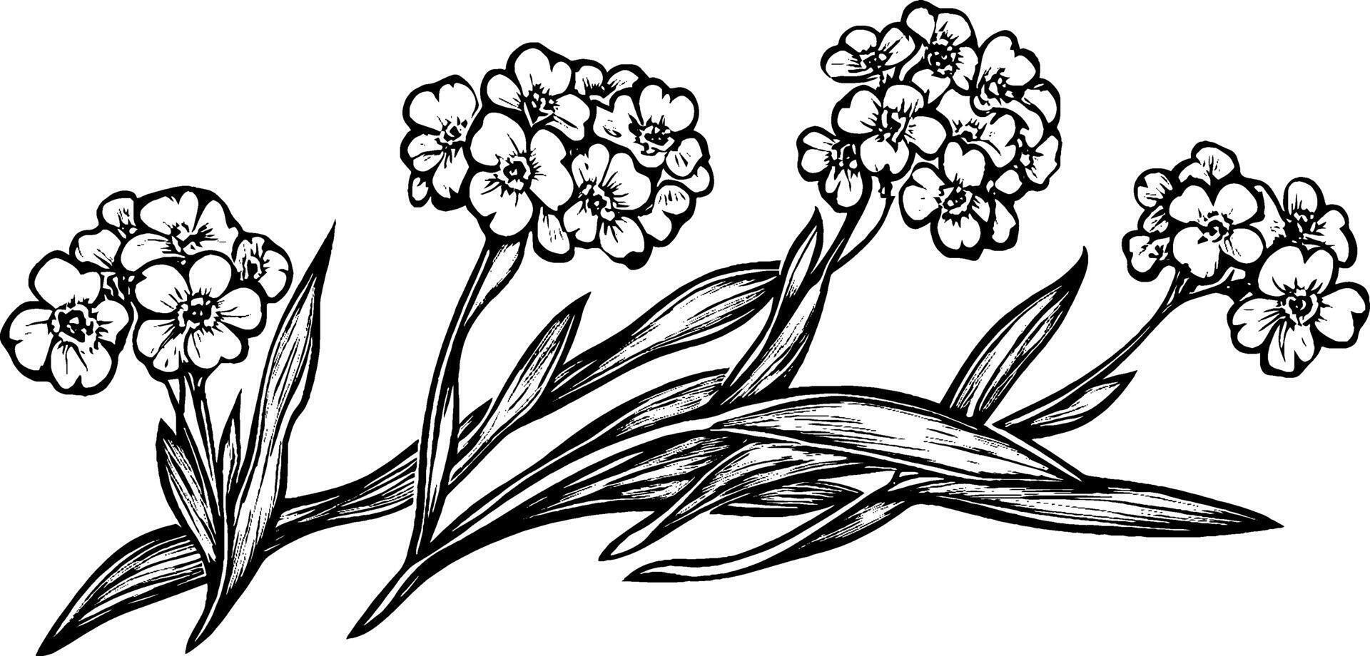 A detailed black and white illustration of flowering plants with clusters of small flowers and long leaves, showcasing intricate line work and botanical design. vector