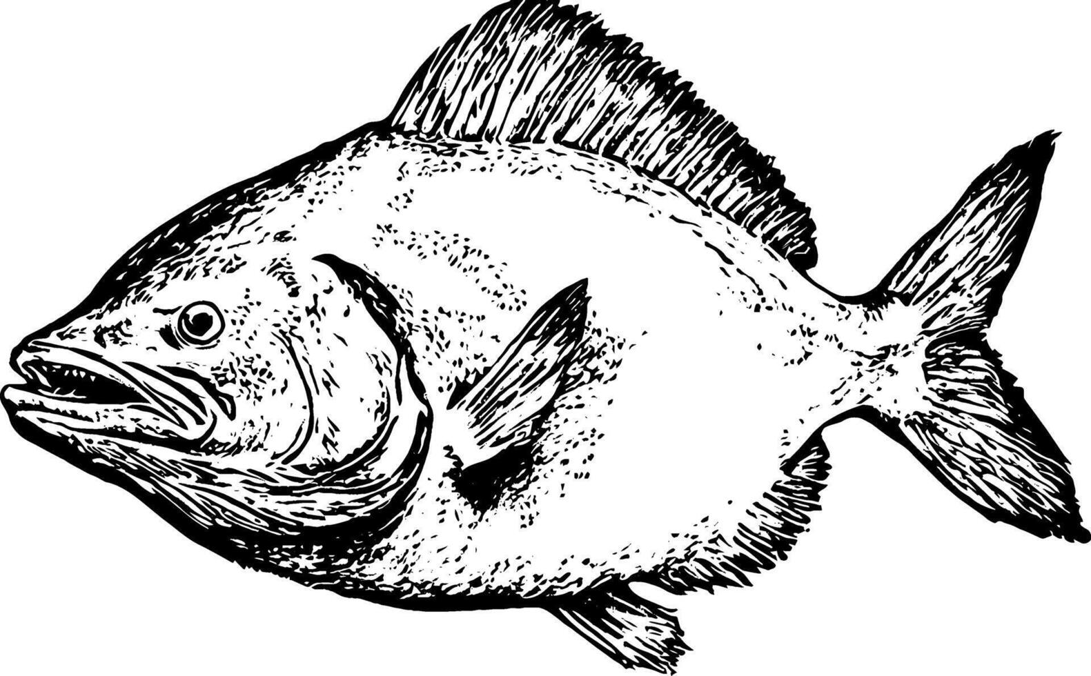 A detailed illustration of a fish, showcasing its fins, scales, and facial features in a realistic style. The fish appears to be swimming, with a prominent dorsal fin and a rounded body. vector