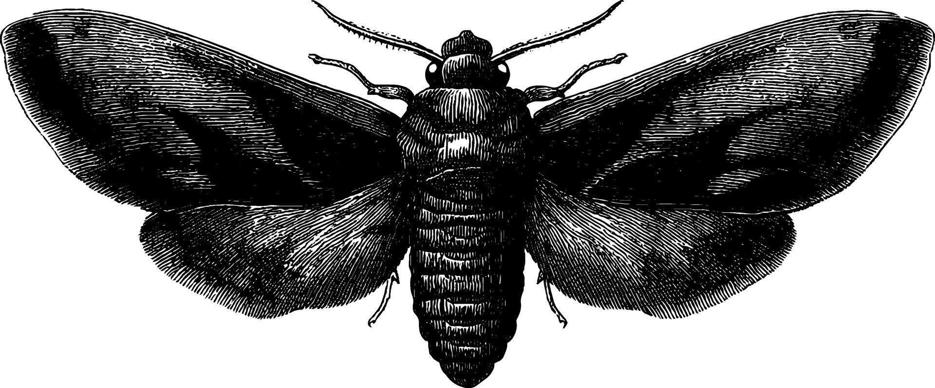 Intricate moth illustration with detailed wings for nature art design. vector