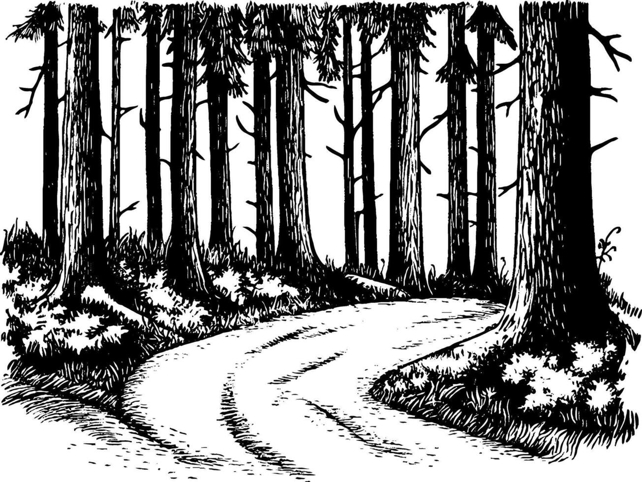 A winding path through a dense forest, surrounded by tall trees and underbrush. The scene is illustrated in a black and white sketch style, emphasizing the natural textures of the bark and foliage. vector