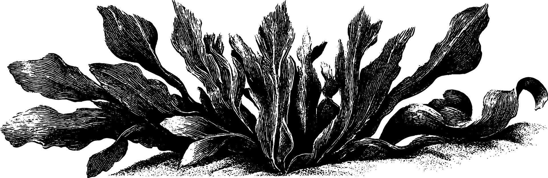 Engraved botanical illustration of seaweed entanglement for artistic design. vector