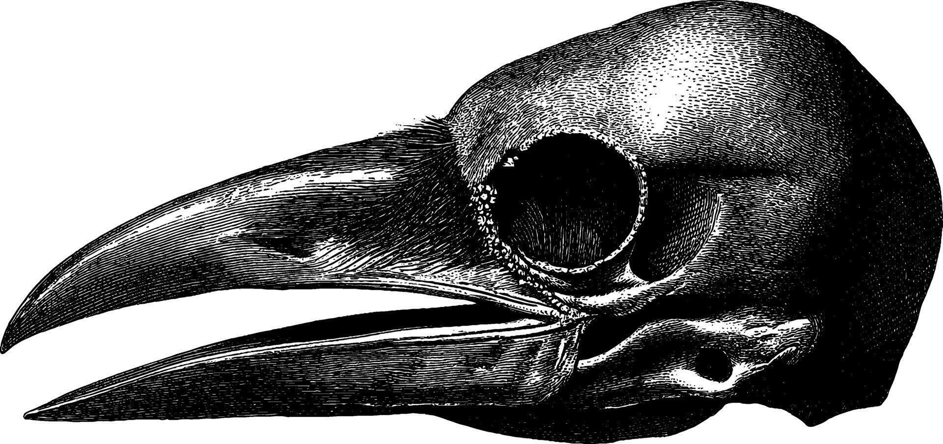 Engraved black crow skull illustration for artistic and design projects. vector