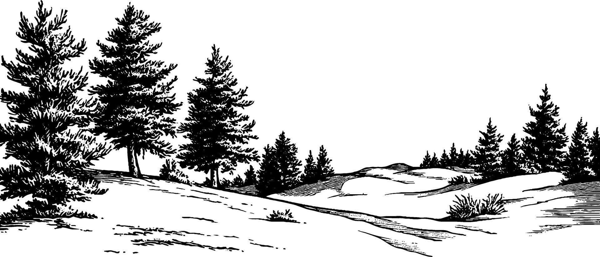 A black and white illustration of a serene landscape featuring tall pine trees, rolling hills, and a gentle path winding through the scene. The artwork captures a peaceful, natural setting. vector