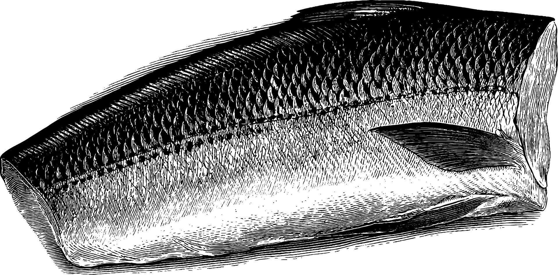 Detailed black and white salmon fillet engraving with scales and fin. vector
