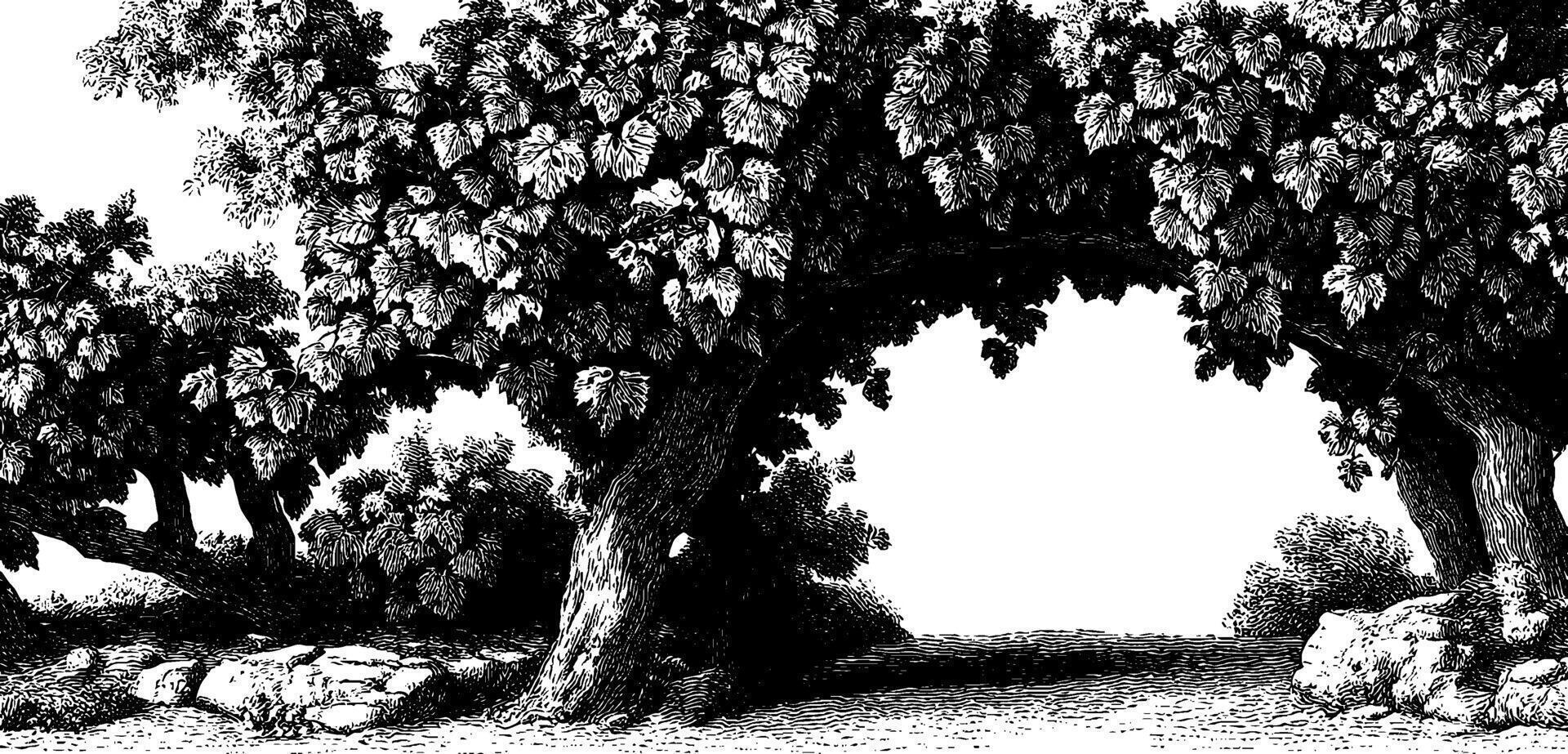Vintage forest scene. detailed engraving of trees and foliage in black and white. vector