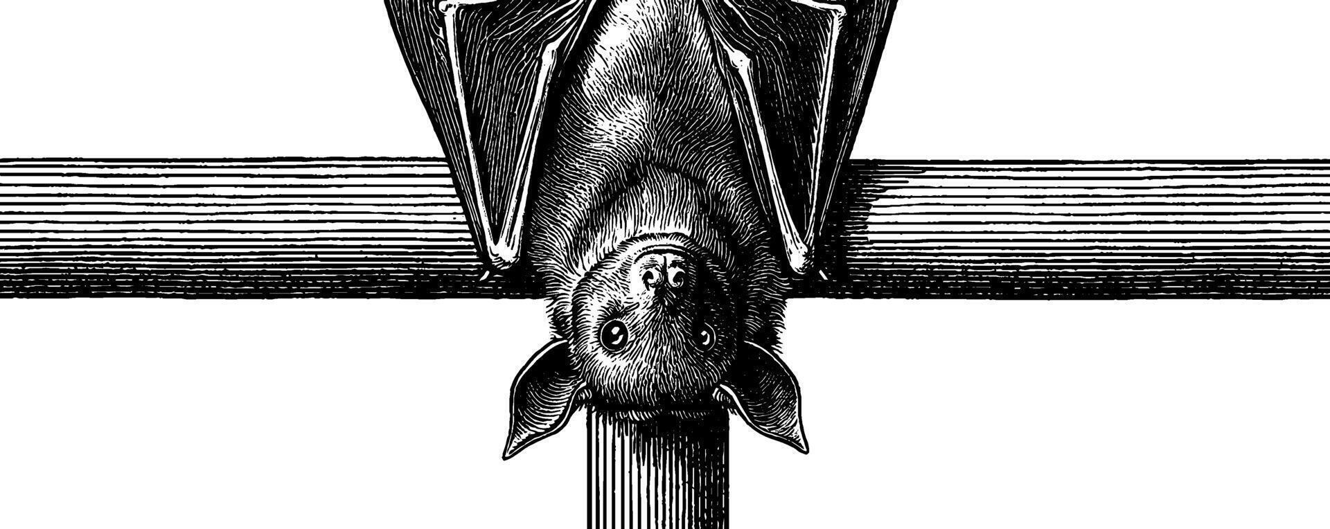 Engraved bat flying over crescent moon illustration for gothic design. vector