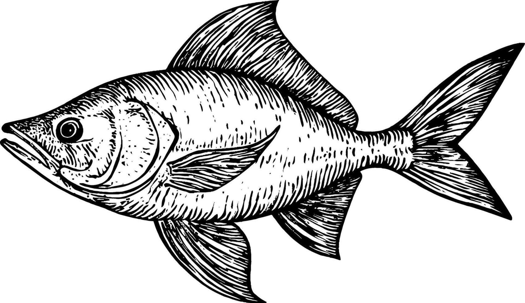A detailed illustration of a fish, showcasing its fins, scales, and body structure. The fish is depicted in a side view, emphasizing its streamlined shape and features. vector
