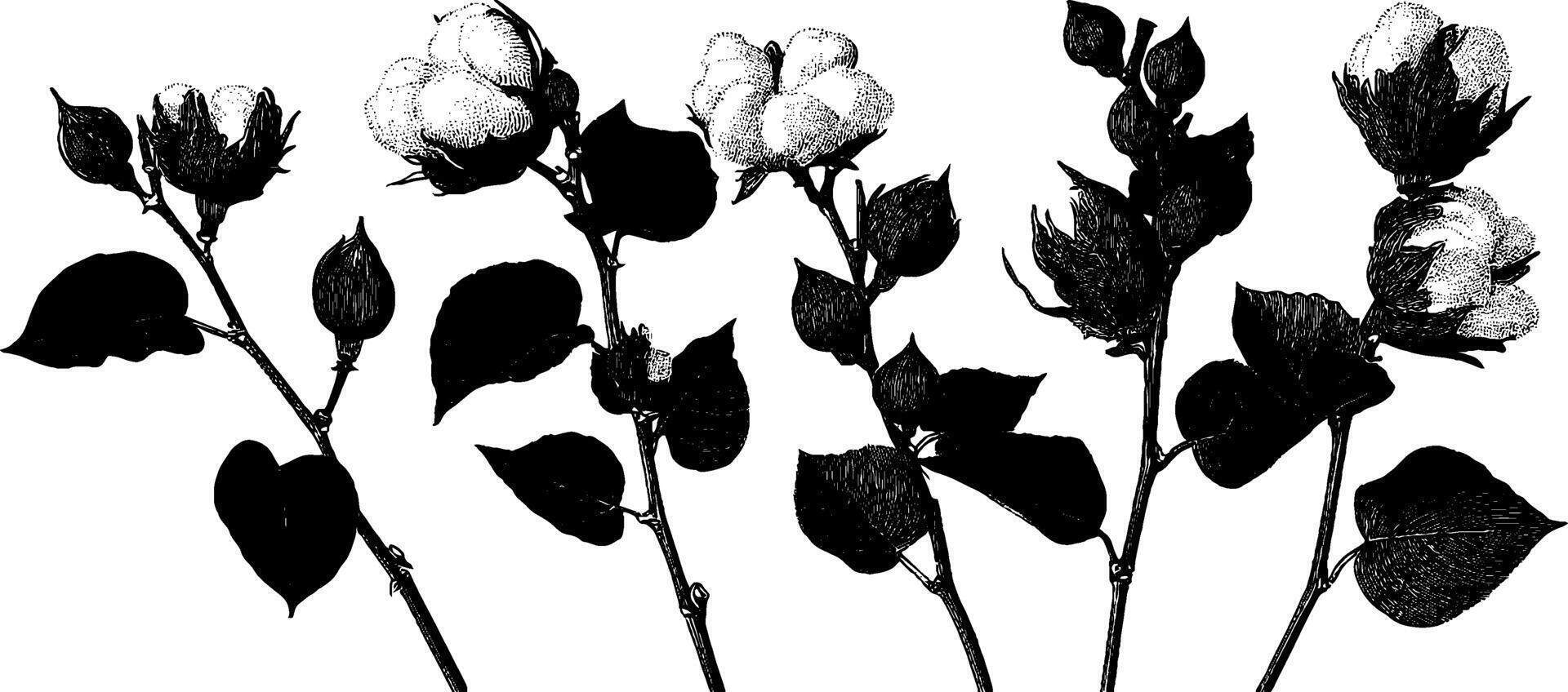 Vintage engraved cotton flowers illustration for design and decor. vector
